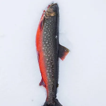 Villmark Skoganvarre